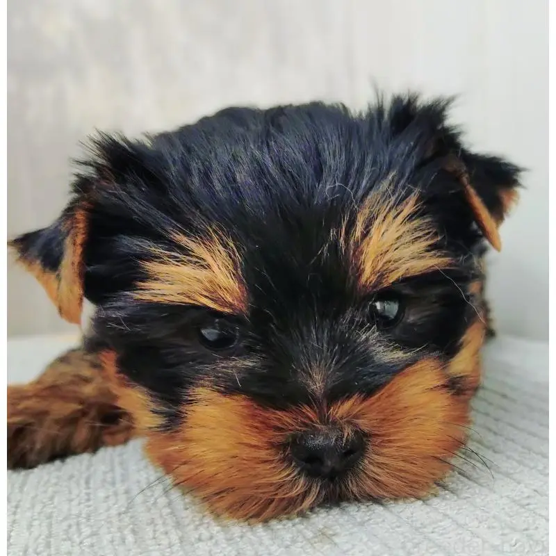 販売中の愛知県のヨークシャーテリア-455889