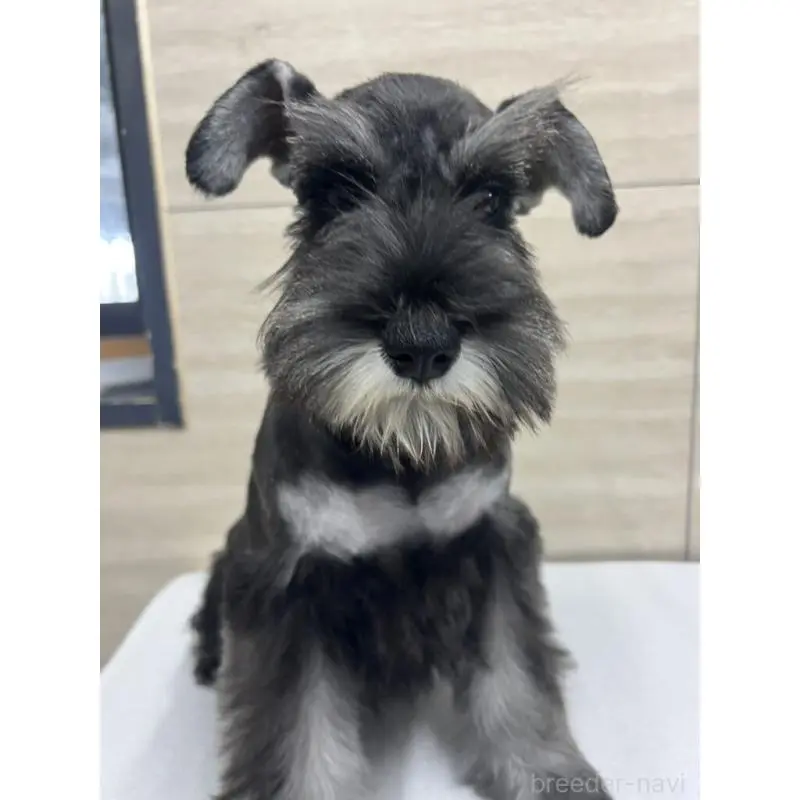 販売中の埼玉県のミニチュアシュナウザー-455887