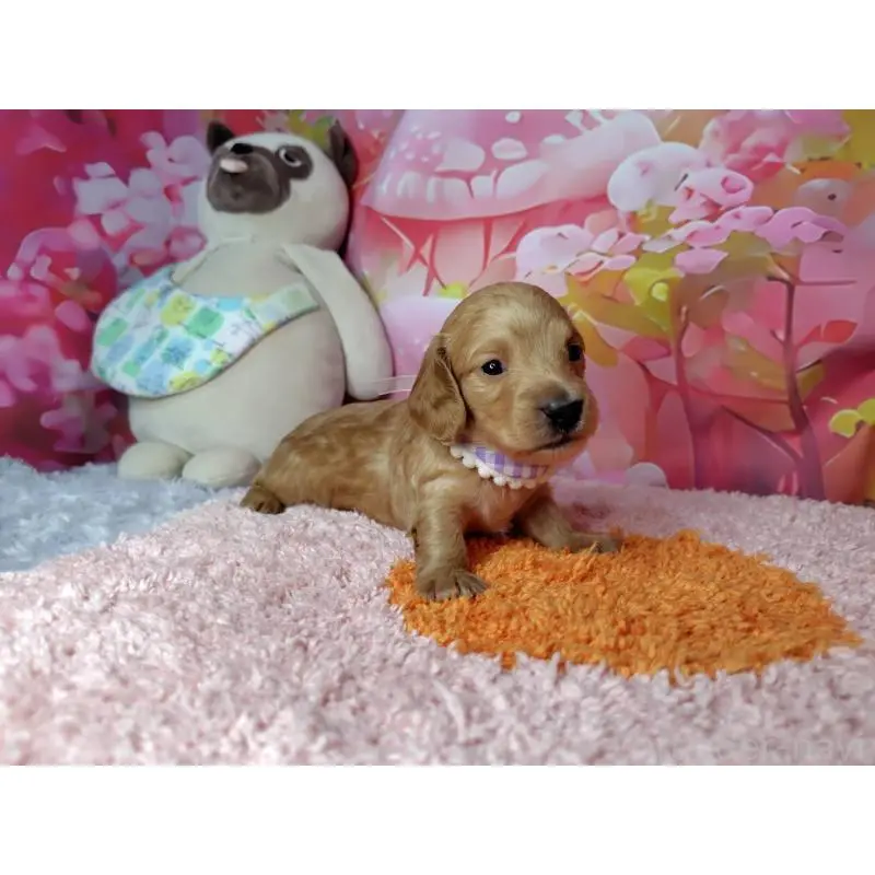 販売中の神奈川県のミニチュアダックスフンド(ロングヘアード)-455893