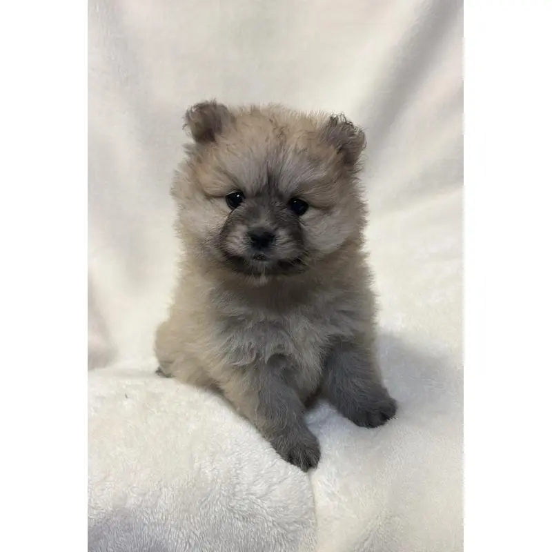 販売中の山口県のポメラニアン-455912