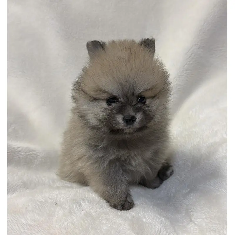 販売中の山口県のポメラニアン-455913