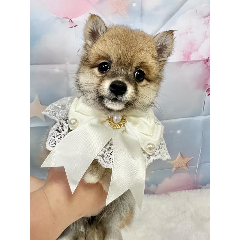 販売中の福岡県のミックス犬-452344