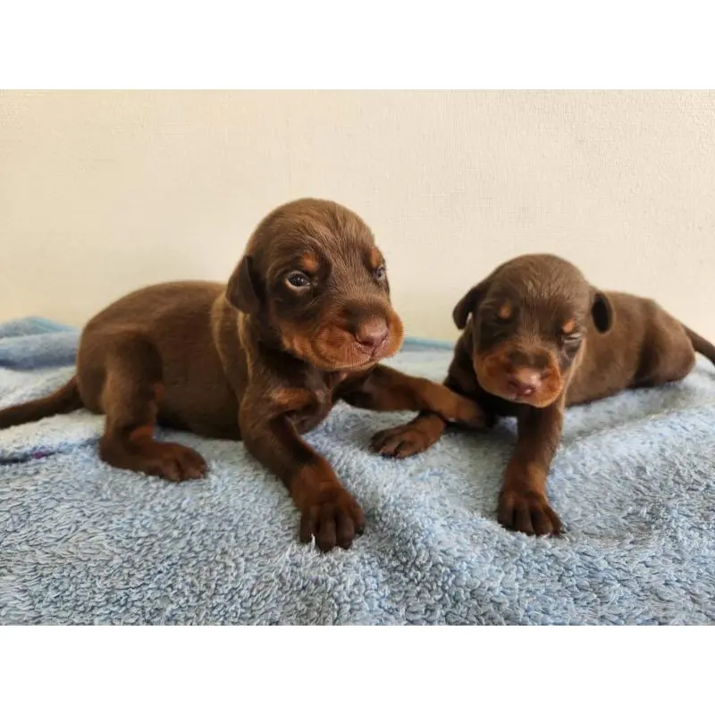 販売中の千葉県のドーベルマン-455937