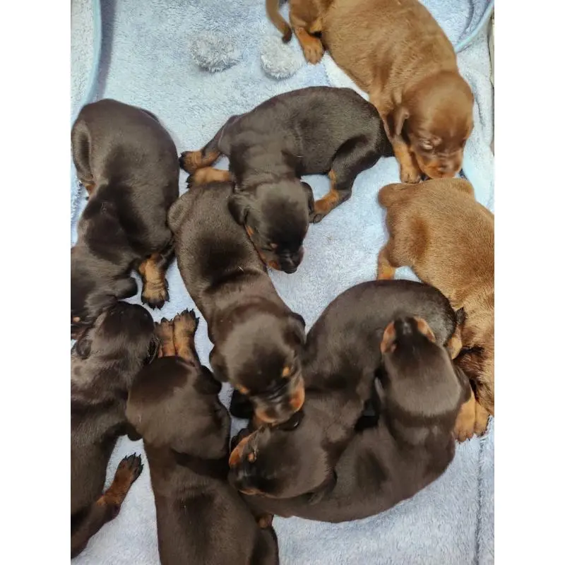 販売中の千葉県のドーベルマン-455939