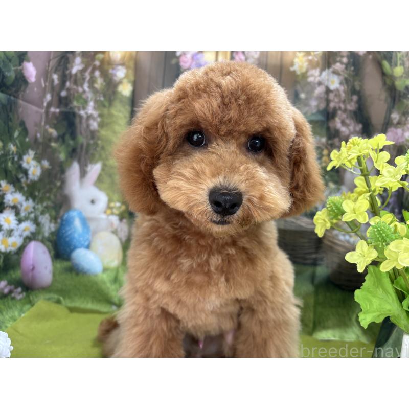 販売中の栃木県のトイプードル-423583