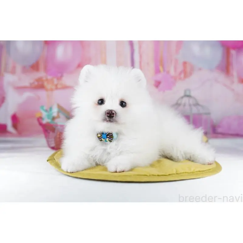 販売中の東京都のポメラニアン-455991