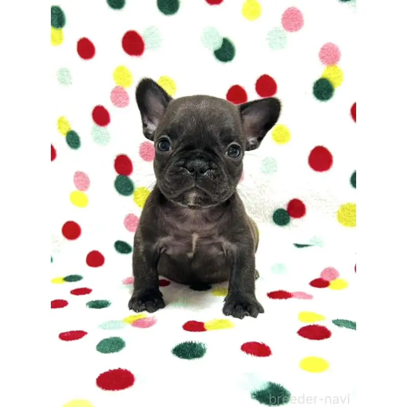 販売中の香川県のフレンチブルドッグ-456001