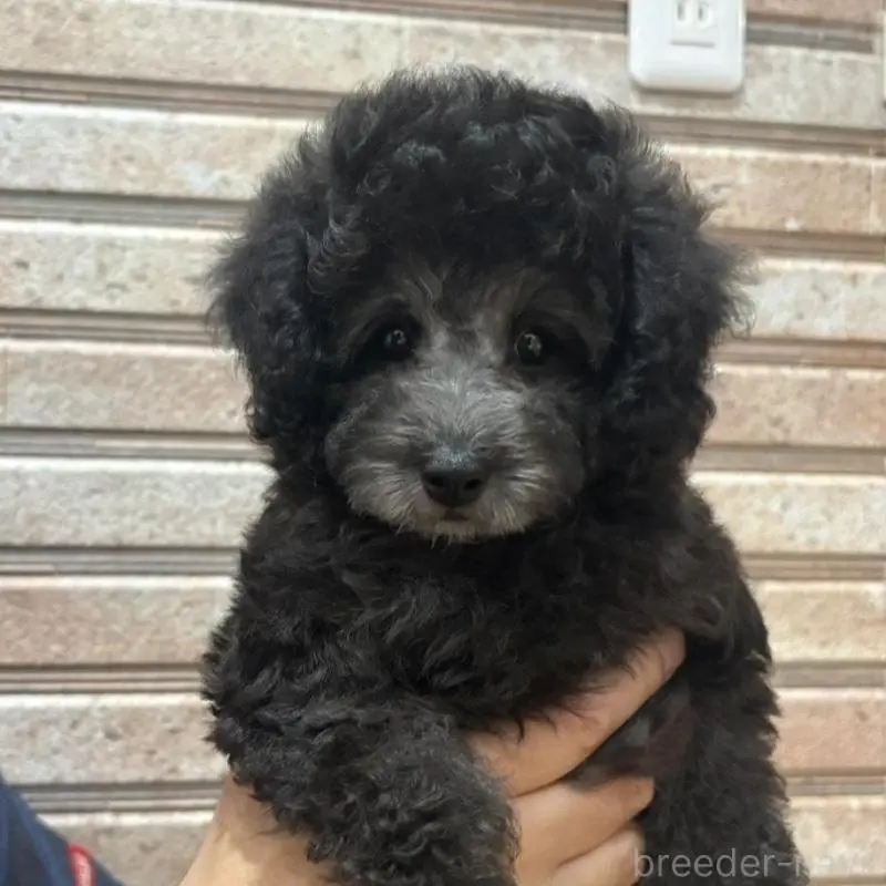 販売中の山形県のトイプードル-456020