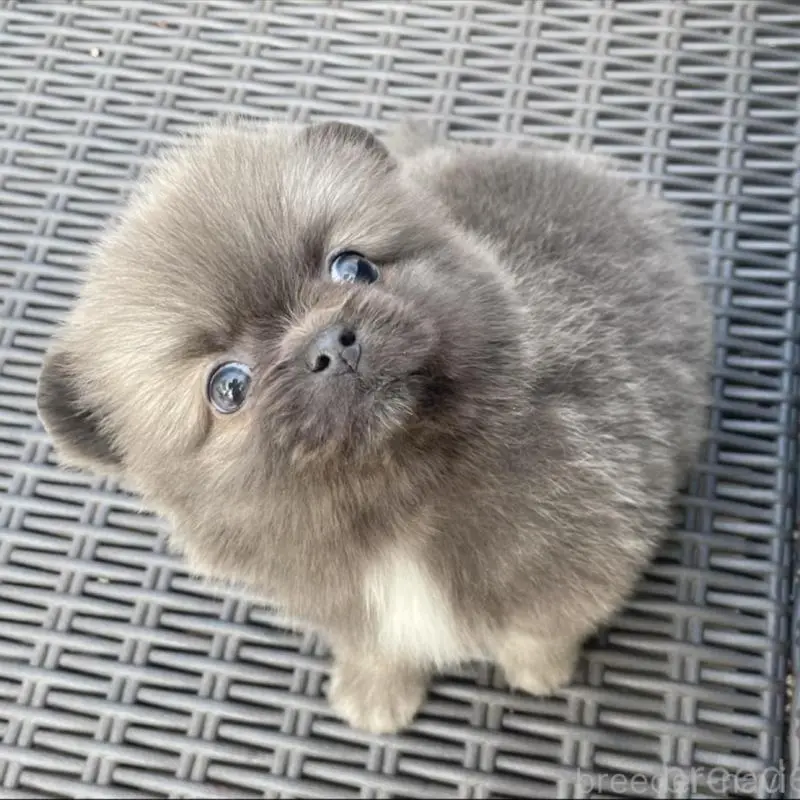 販売中の山梨県のミックス犬-456022