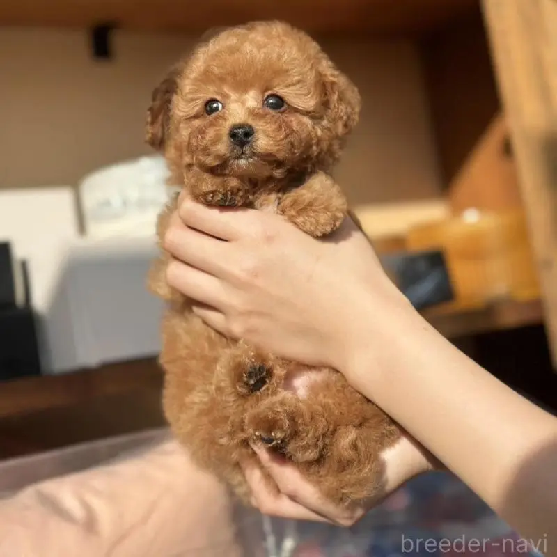 販売中の岡山県のタイニープードル-456026