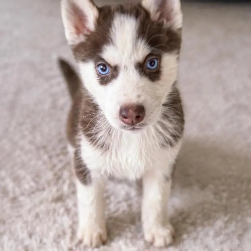 販売中の富山県のシベリアンハスキー-456028