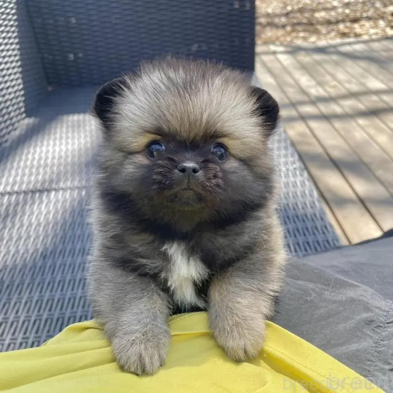 販売中の山梨県のミックス犬-456029