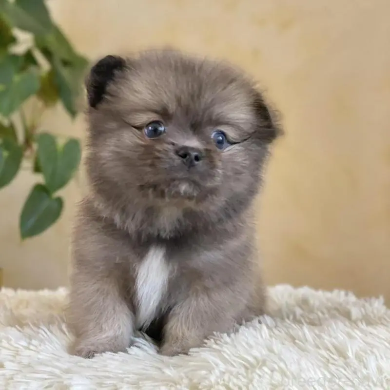 販売中の山梨県のミックス犬-456044