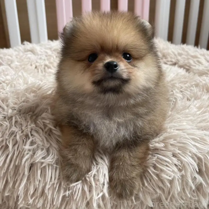 販売中の岡山県のポメラニアン-456058