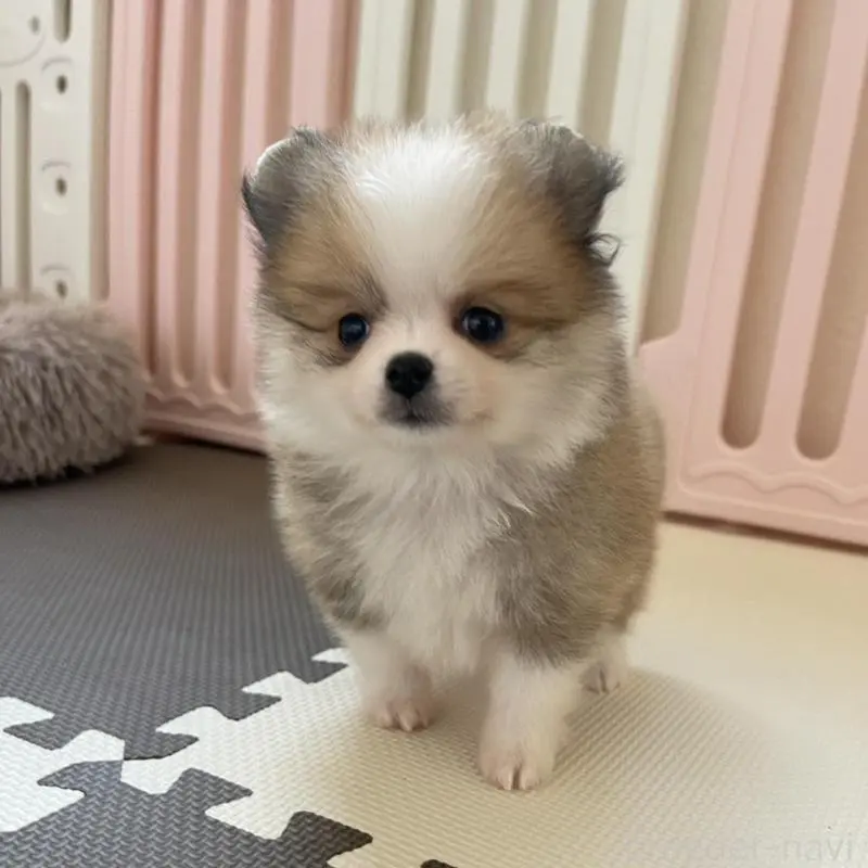 販売中の岡山県のポメラニアン-456060