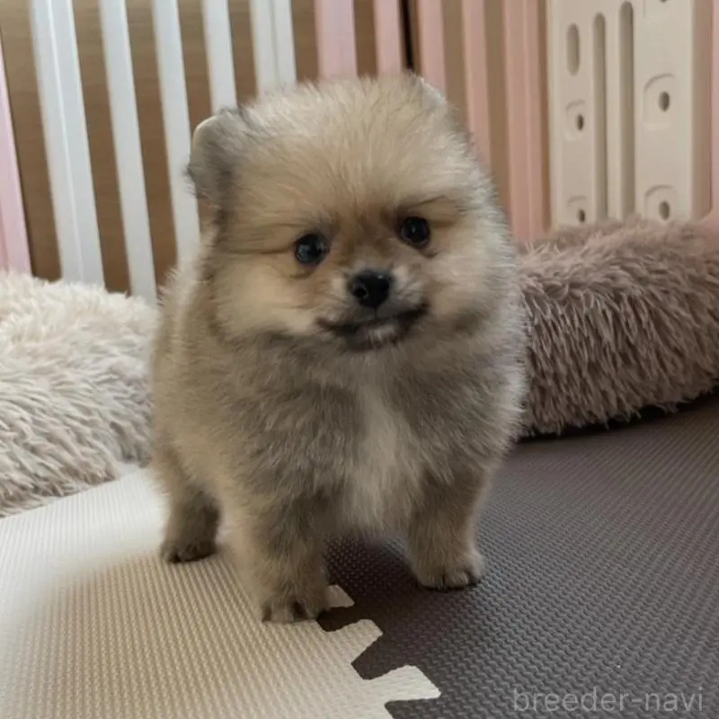 販売中の岡山県のポメラニアン-456066