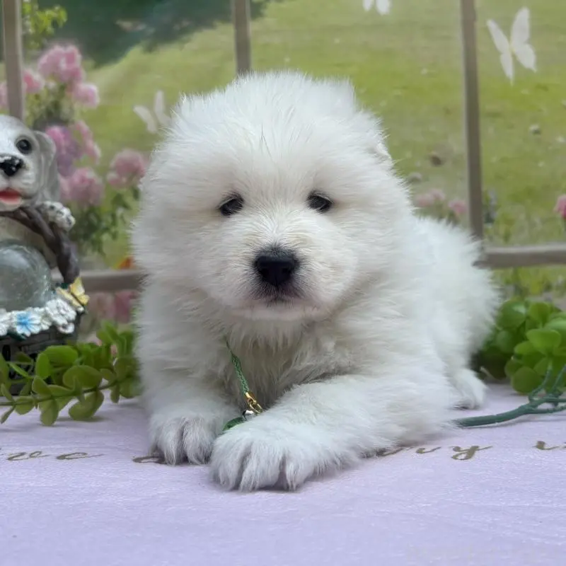 販売中の山梨県のサモエド-456065