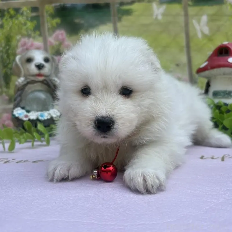 販売中の山梨県のサモエド-456067