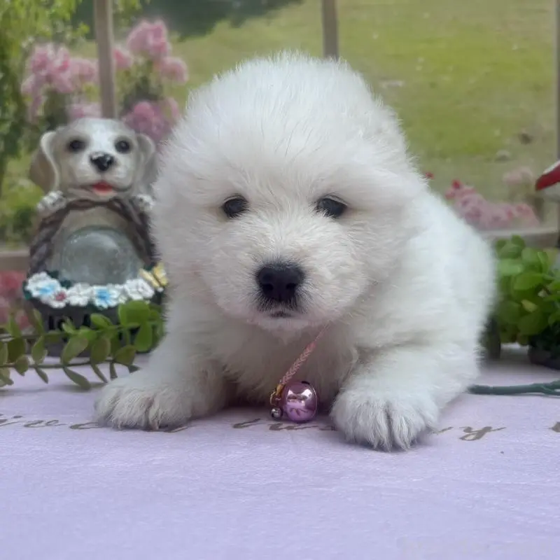 販売中の山梨県のサモエド-456068