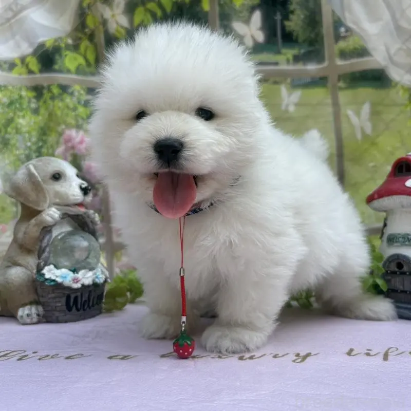 販売中の山梨県のサモエド-456069