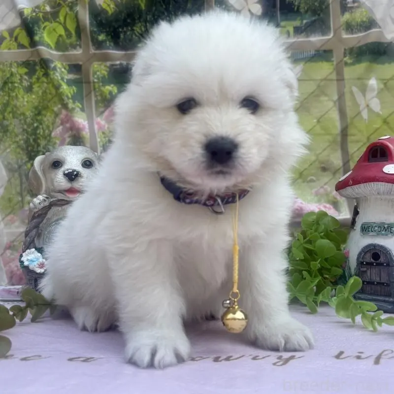 販売中の山梨県のサモエド-456071