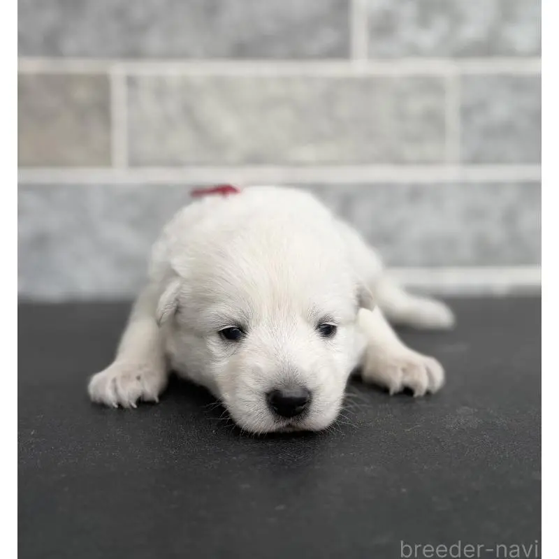 販売中の山梨県のホワイトシェパード-456072