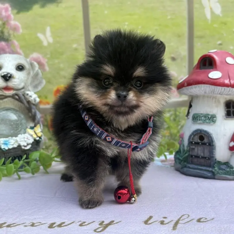 販売中の山梨県のポメラニアン-456074