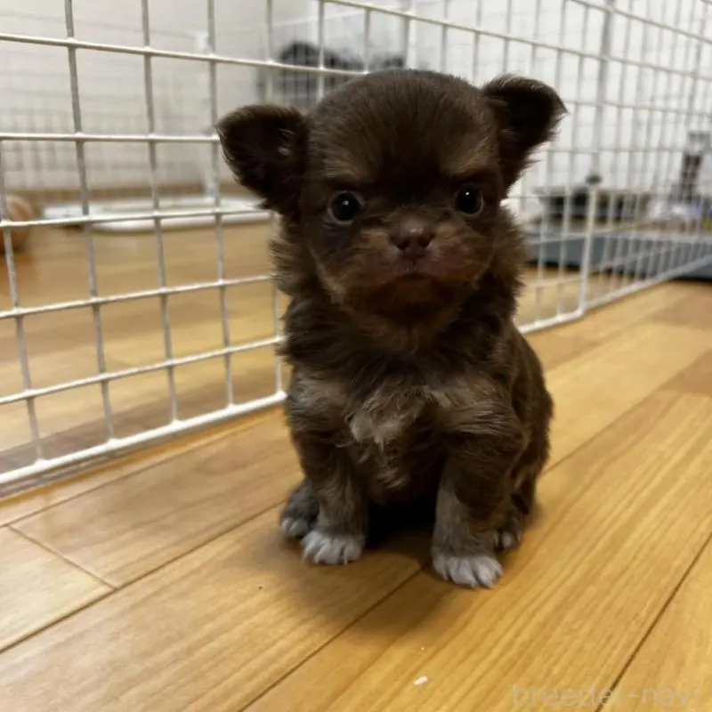 販売中の香川県のチワワ(ロングコート)-456109