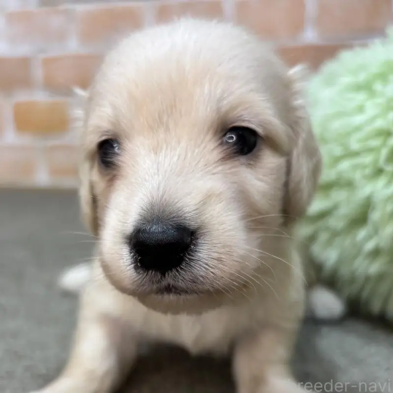 販売中の奈良県のカニンヘンダックスフンド(ロングヘアード)-456113