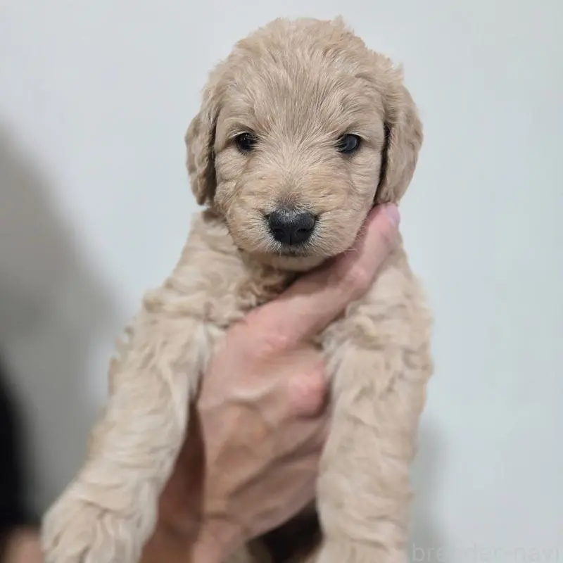 販売中の石川県のゴールデンドゥードル:ゴールデンレトリーバー×プードル-455845