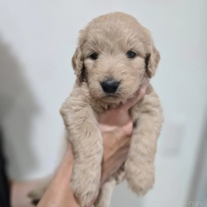 販売中の石川県のゴールデンドゥードル:ゴールデンレトリーバー×プードル-455846