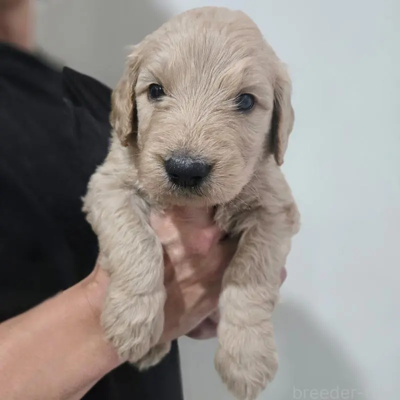 販売中の石川県のゴールデンドゥードル:ゴールデンレトリーバー×プードル-455848
