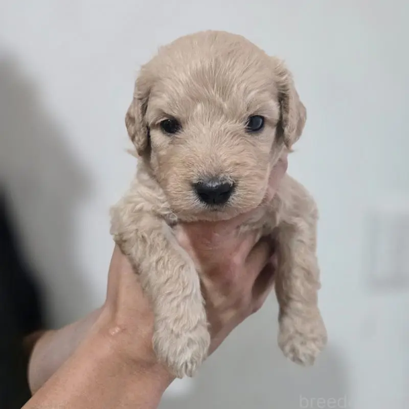販売中の石川県のゴールデンドゥードル:ゴールデンレトリーバー×プードル-455850