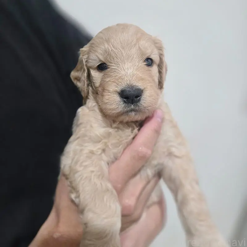 販売中の石川県のゴールデンドゥードル:ゴールデンレトリーバー×プードル-455851