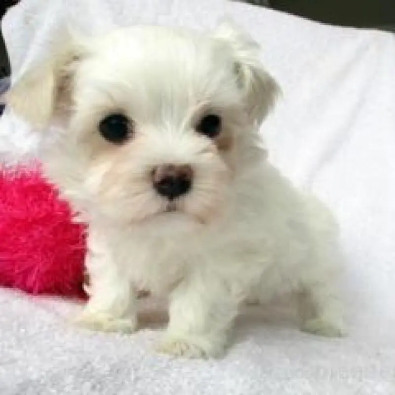 販売中の茨城県のマルチーズ-455855