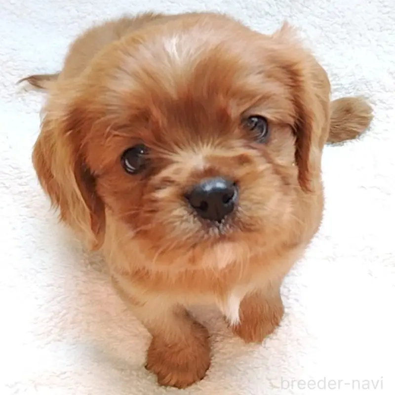 販売中の神奈川県のキャバリアキングチャールズスパニエル-456133