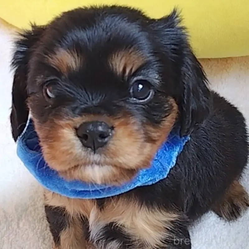 販売中の神奈川県のキャバリアキングチャールズスパニエル-456134