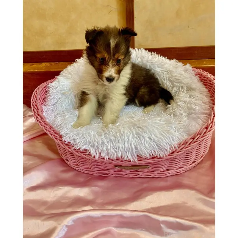 販売中の静岡県のシェットランドシープドッグ(シェルティ)-456163