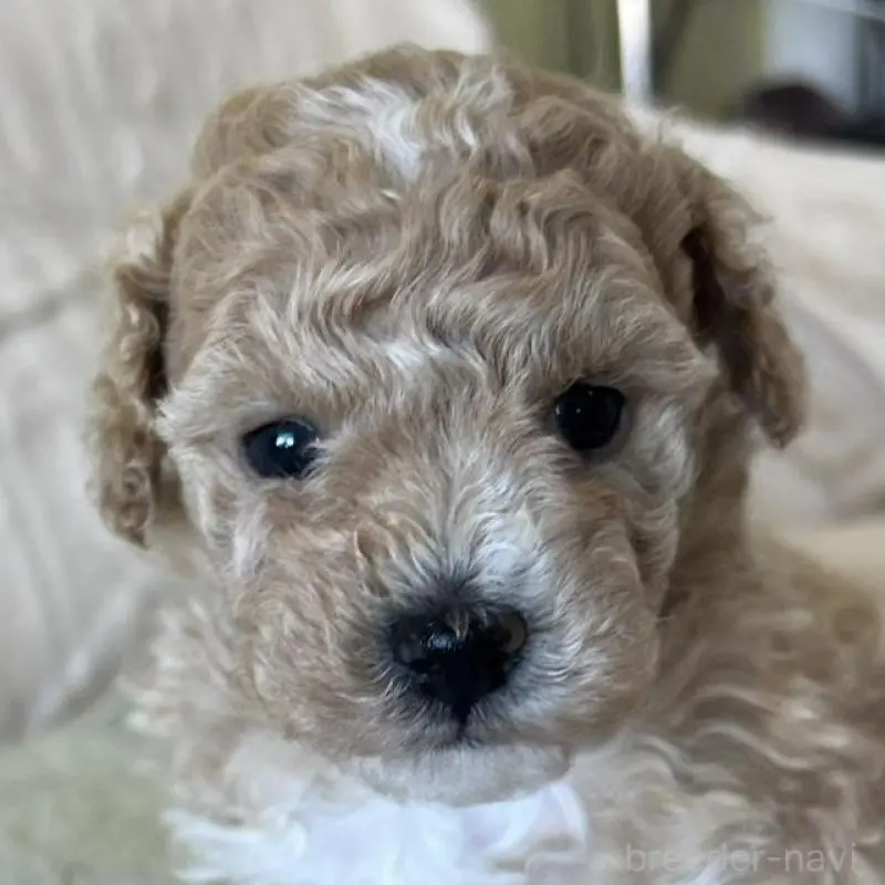 販売中の茨城県のビションプー:ビションフリーゼ×トイプードル-456167