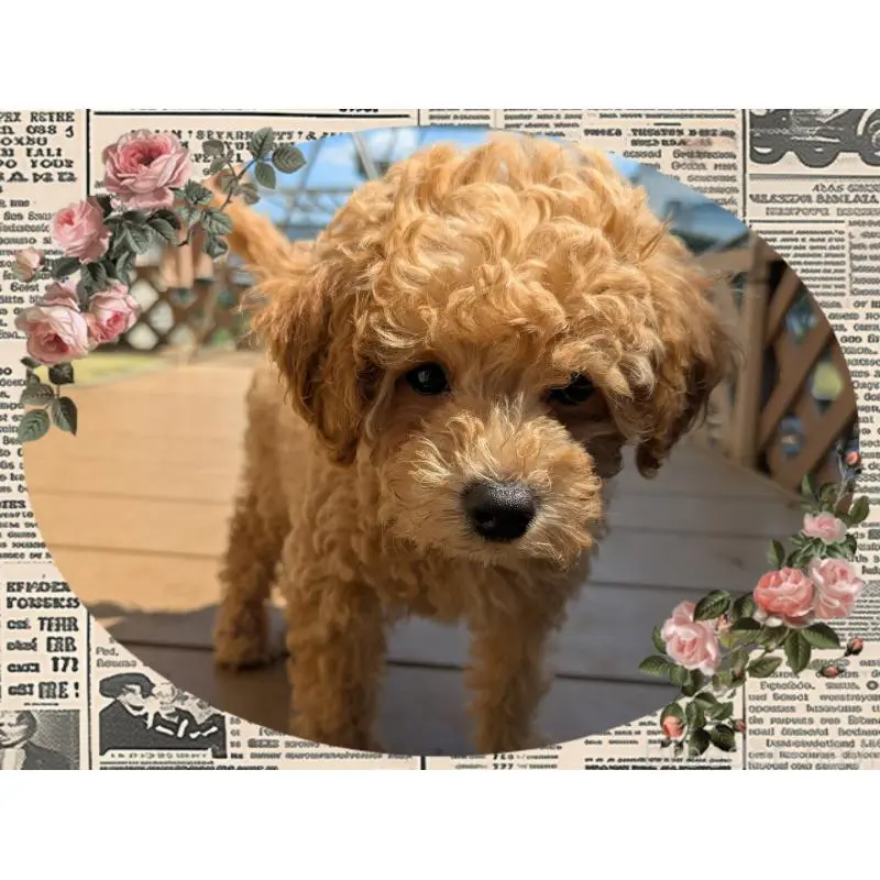 販売中の静岡県のタイニープードル-456186