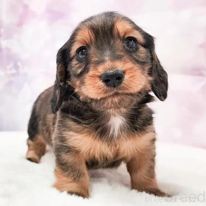 販売中の大阪府のミニチュアダックスフンド(ロングヘアード)-456184