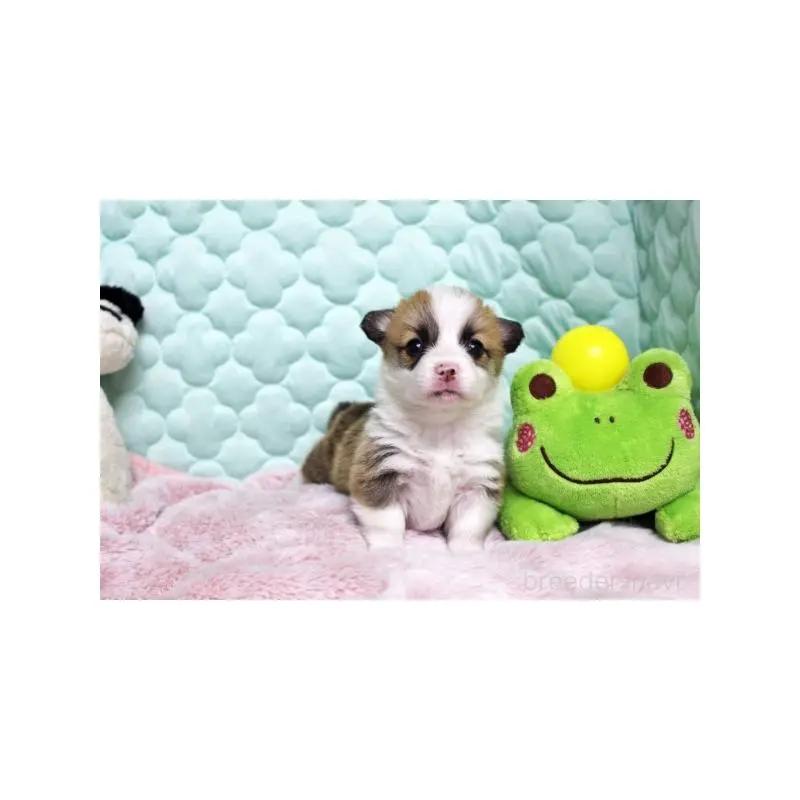 販売中の栃木県のウェルシュコーギーペンブローク-456187