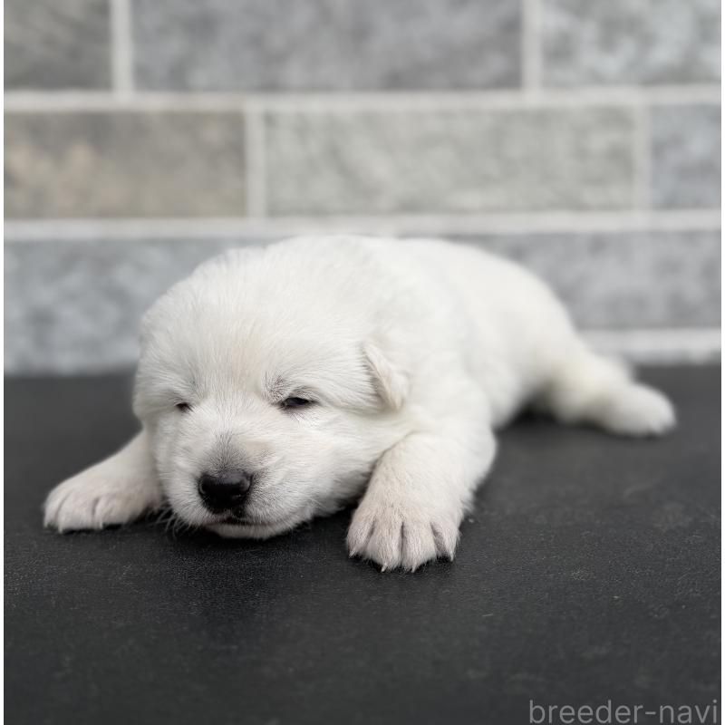 販売中の山梨県のホワイトシェパード-452877