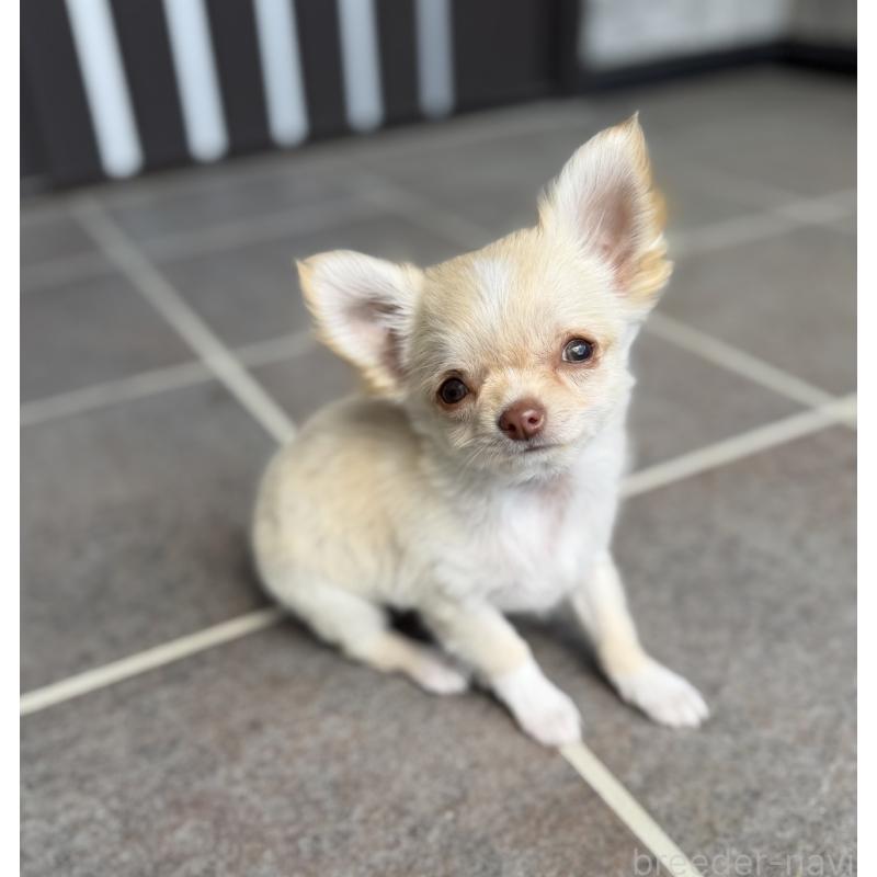 販売中の山梨県のチワワ(ロングコート)-450310