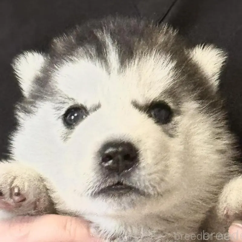 販売中の徳島県のシベリアンハスキー-456189