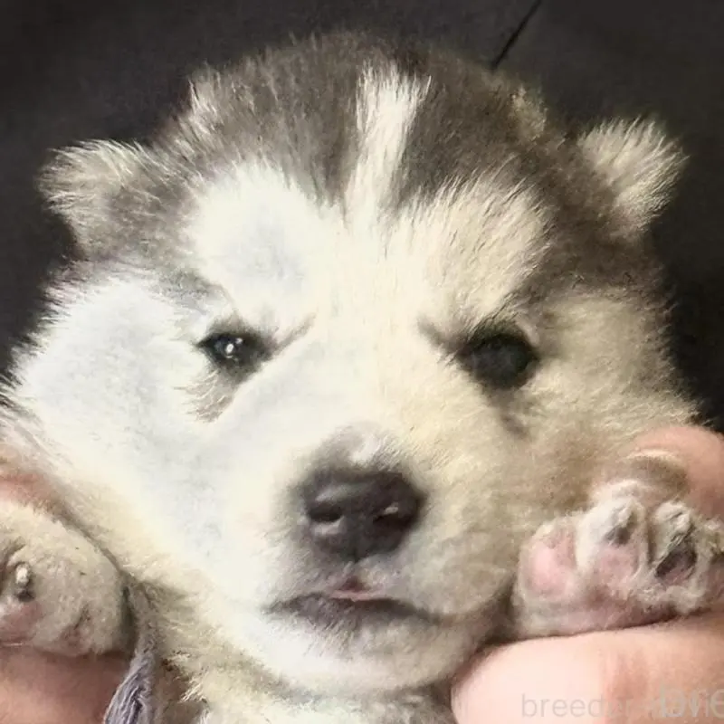 販売中の徳島県のシベリアンハスキー-456190