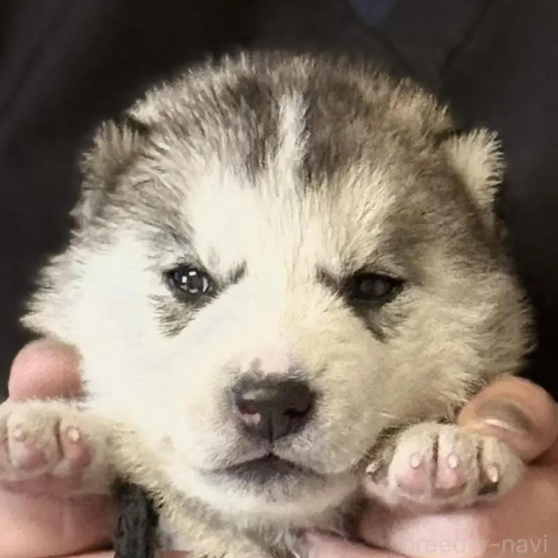 販売中の徳島県のシベリアンハスキー-456191