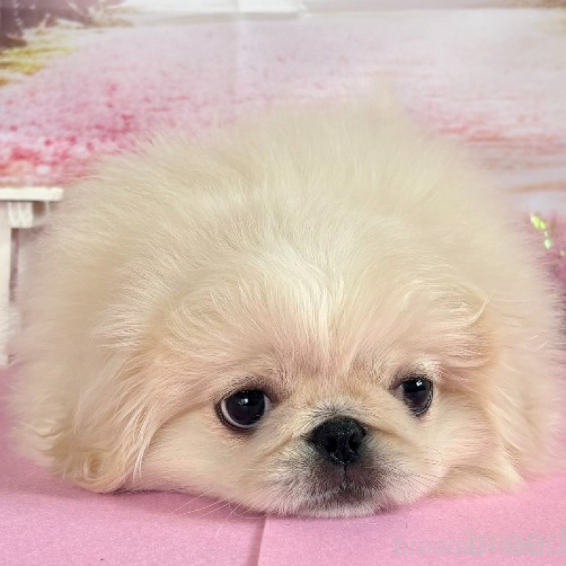 販売中の秋田県のペキニーズ-440938