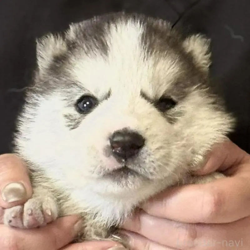 販売中の徳島県のシベリアンハスキー-456194