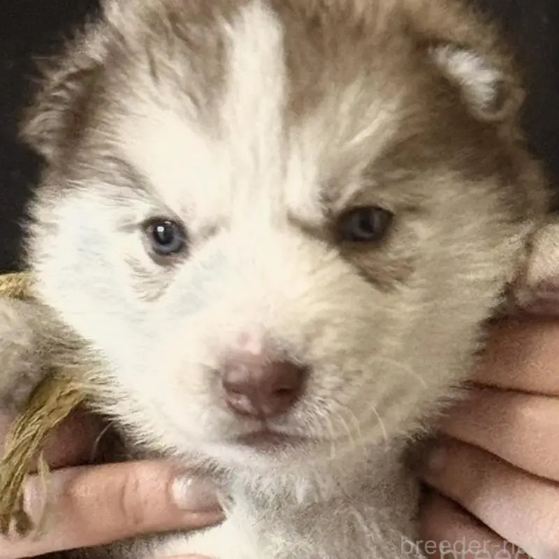 販売中の徳島県のシベリアンハスキー-456196